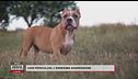 Cani pericolosi: l'ennesima aggressione