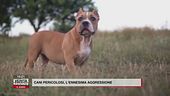 Cani pericolosi: l'ennesima aggressione