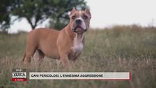 Cani pericolosi: l'ennesima aggressione