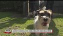 Oggi è la giornata mondiale del cane