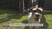 Oggi è la giornata mondiale del cane