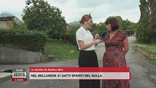 Nel bellunese 21 gatti spariti nel nulla