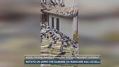 Ascoli Piceno, piazza invasa dai piccioni, residenti disperati