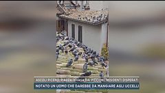 Ascoli Piceno, piazza invasa dai piccioni, residenti disperati