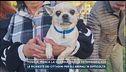 Foggia, manca la guardia medica veterinaria h24
