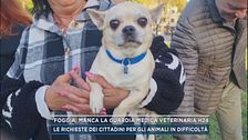 Foggia, manca la guardia medica veterinaria h24