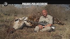 CORTI: Pagare per uccidere