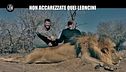 CORTI: Non accarezzate quei leoncini
