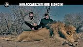 CORTI: Non accarezzate quei leoncini
