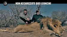 CORTI: Non accarezzate quei leoncini