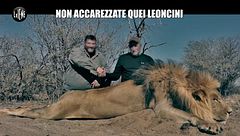 CORTI: Non accarezzate quei leoncini