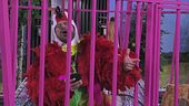 Gli uccelli iniziano a cantare