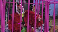Gli uccelli iniziano a cantare