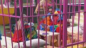 Alex e Federica fanno il loro ingresso in voliera