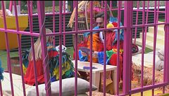 Alex e Federica fanno il loro ingresso in voliera