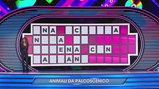 Campioni della Musica: Il Regno degli Animali - Animali da palcoscenico