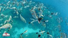Snorkeling nelle Tuamotu