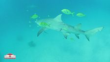 I lemon sharks