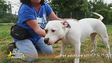 L'affettuosa Pippi