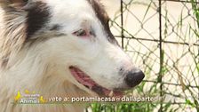 Baltic: un cane bello e particolare