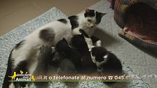 Le 7 meraviglie di Giulietta