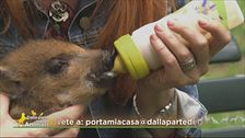 La piccola Babe