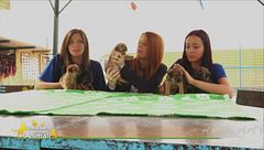 Cuccioli in cerca di casa