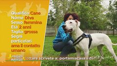 Diva, in cerca di casa