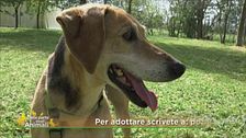 Pluto, dolce ed equilibrato