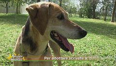 Pluto, dolce ed equilibrato