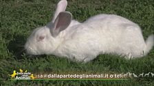 Stella, morbidissima e docile