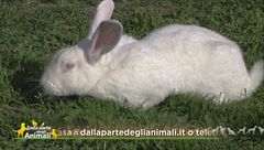 Stella, morbidissima e docile