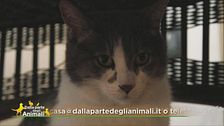Ettore, grande personalità