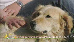 Seta, molto socievole