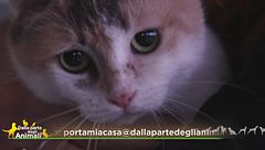 Dorotea, una vera dolcezza