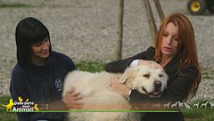 Paride, il cane da pastore