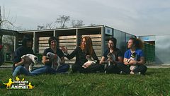 Diva, Ozzy, Scarlet, Spike e Brigante