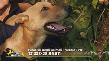 Nuvola, cucciolone in cerca di casa