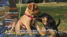 Kira e Gabri, due cuccioli dolcissimi