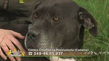 Saturnina, ex fattrice abbandonata