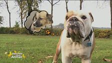 Le avventure di Fofò