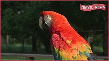 La foresta amazzonica del Perù: uno scrigno di biodiversità unico al mondo