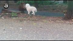 Barboncino aggredito dai cinghiali a Roma