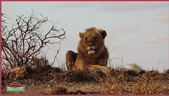 Safari in Kenya con Donnavventura