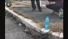 Niente veterinari: la volpe in agonia su un marciapiede di Roma