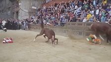 Palio di Siena, morto il cavallo Raol