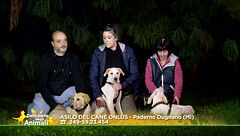 Fiocco, Tasha e Willy