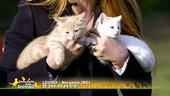 Tre splendidi micetti