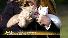 Tre splendidi micetti