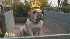 Il messaggio di Fofò